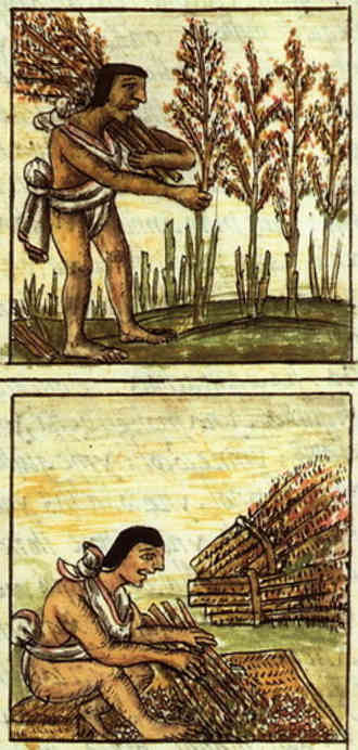 Cortès 