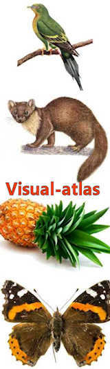 visual-atlas