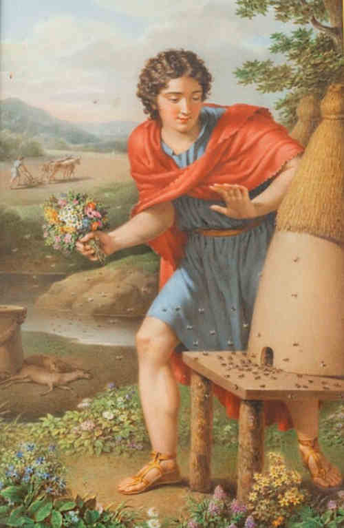 Aristée